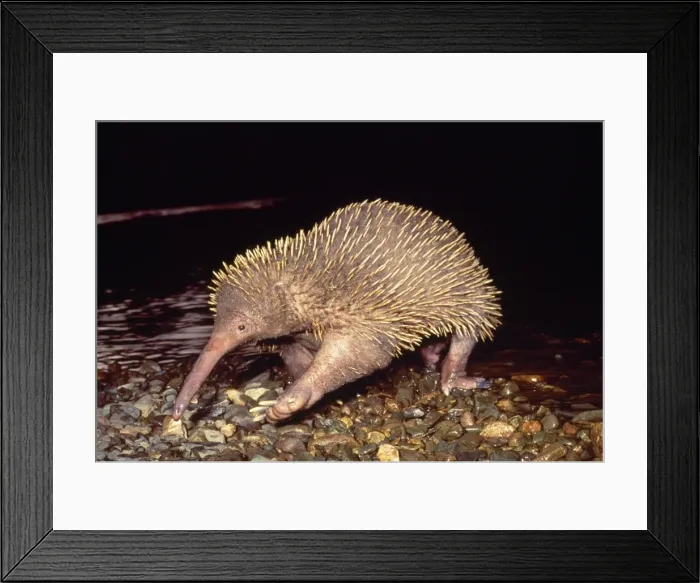 Framed Print : Long-beaked Echidna Framed Print : Long-beaked Echidna