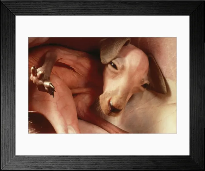 Framed Print : Red Kangaroo - young detached from teat inside pouch, about 12 - 14 weeks old. Macropods Reproduction Framed Print : Red Kangaroo - young detached from teat inside pouch, about 12 - 14 weeks old. Macropods Reproduction
