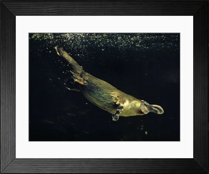Framed Print : Duck-billed / Duckbill Platypus swimming underwater. O: Monotrema Australia Framed Print : Duck-billed / Duckbill Platypus swimming underwater. O: Monotrema Australia