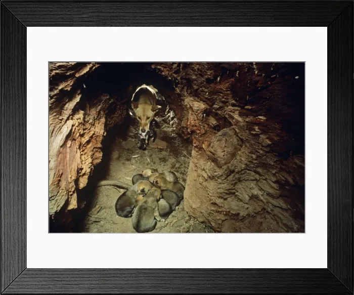 Framed Print : Dingo - with cubs in den Framed Print : Dingo - with cubs in den