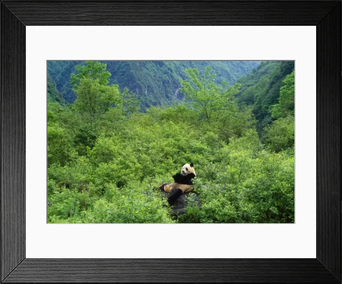 Framed Print : Giant Panda Wolong Reserve Sichuan, China Framed Print : Giant Panda Wolong Reserve Sichuan, China