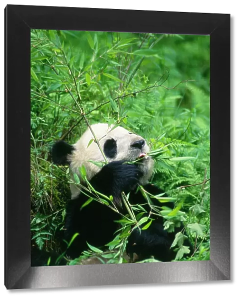 Giant Panda Wolong Reserve, Sichuan, China