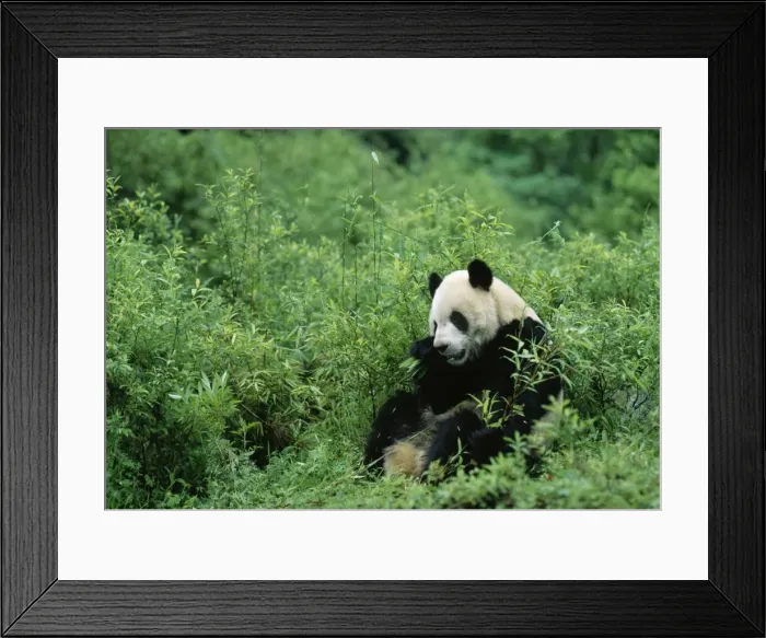 Framed Print : Giant Panda Wolong reserve, Sichuan, China Framed Print : Giant Panda Wolong reserve, Sichuan, China