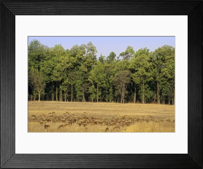 Framed Print : Large herd of Chitals / Spotted Deers Bandhavgarh National Park, India Framed Print : Large herd of Chitals / Spotted Deers Bandhavgarh National Park, India