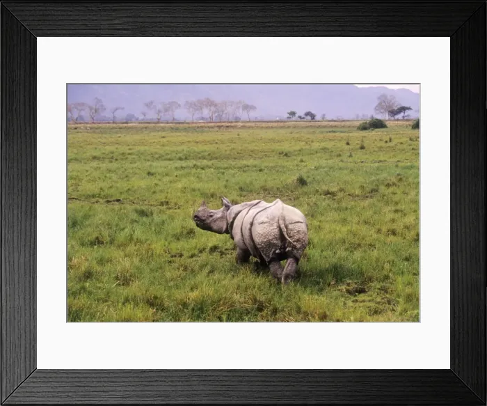 Framed Print : Great Indian Rhino - in swamp area Kaziranga National Park, India Framed Print : Great Indian Rhino - in swamp area Kaziranga National Park, India