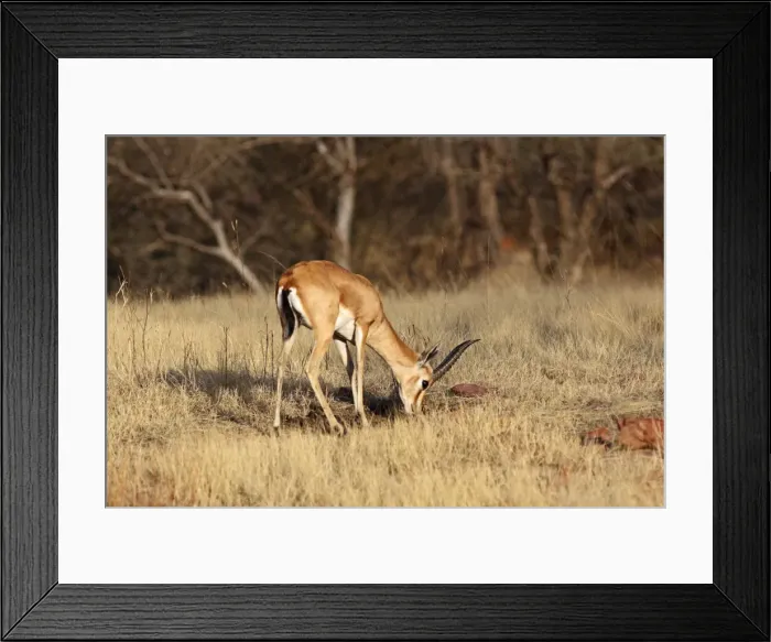 Framed Print : Chinkara / Indian Gazelle - feeding, Ranthambhor National Park, India Framed Print : Chinkara / Indian Gazelle - feeding, Ranthambhor National Park, India