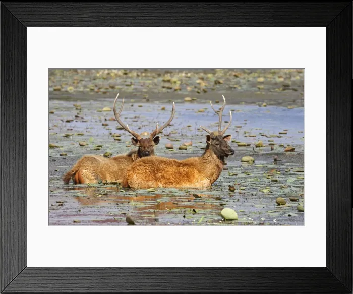 Framed Print : Sambar Deer - Stags in lake Rajbagh, Ranthambhor National Park, India Framed Print : Sambar Deer - Stags in lake Rajbagh, Ranthambhor National Park, India