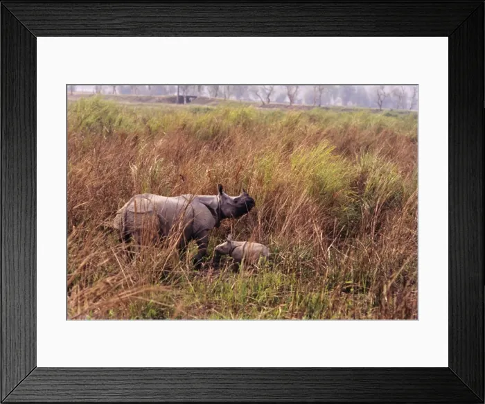 Framed Print : Great Indian Rhino - with baby. India Framed Print : Great Indian Rhino - with baby. India
