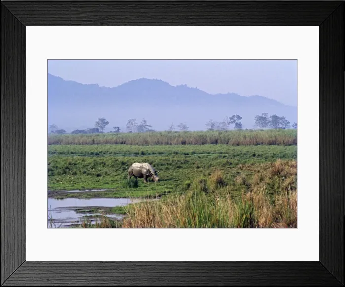 Framed Print : Great Indian Rhino - in swamp. Kazirranga National Park - India Framed Print : Great Indian Rhino - in swamp. Kazirranga National Park - India