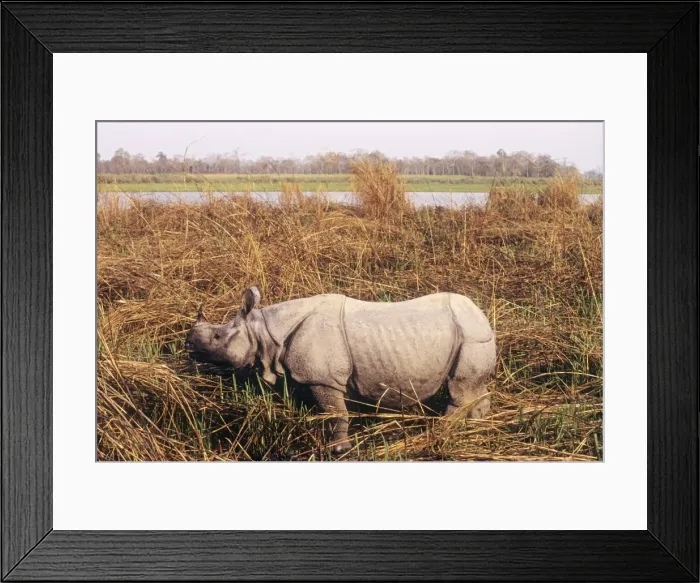 Framed Print : Great Indian Rhino - on banks of Brahamputra River - Kaziranga National Park - India Framed Print : Great Indian Rhino - on banks of Brahamputra River - Kaziranga National Park - India