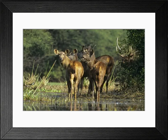 Framed Print : Sambar Deer - herd in wetland. India Framed Print : Sambar Deer - herd in wetland. India