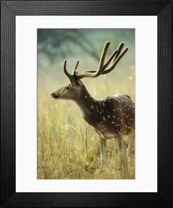 Framed Print : Sambar Deer - stag with antler covered in velvet. India Framed Print : Sambar Deer - stag with antler covered in velvet. India