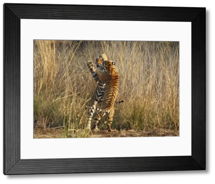 Framed Print : Bengal / Indian Tigers - two young play fighting Framed Print : Bengal / Indian Tigers - two young play fighting
