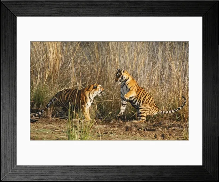 Framed Print : Young Royal Bengal Tigers play-fighting, Ranthambhor National Park, India Framed Print : Young Royal Bengal Tigers play-fighting, Ranthambhor National Park, India