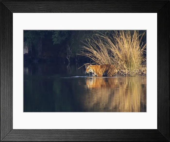 Framed Print : Royal Bengal Tiger in the Lake Rajbagh, Ranthambhor National Park, India Framed Print : Royal Bengal Tiger in the Lake Rajbagh, Ranthambhor National Park, India