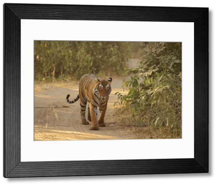 Framed Print : Royal Bengal Tiger on the move, Ranthambhor National Park, India Framed Print : Royal Bengal Tiger on the move, Ranthambhor National Park, India