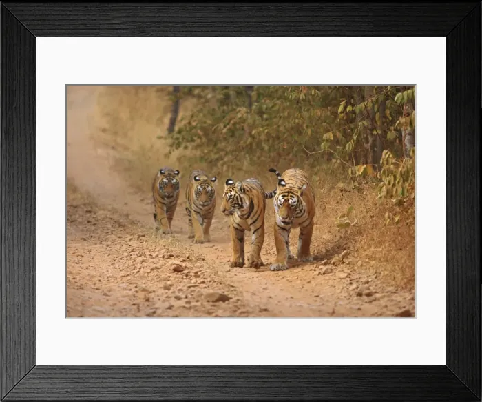 Framed Print : Royal Bengal Tigers on the move, Ranthambhor National Park, India Framed Print : Royal Bengal Tigers on the move, Ranthambhor National Park, India