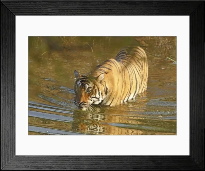 Framed Print : Royal Bengal Tiger in water, Ranthambhor National Park, India Framed Print : Royal Bengal Tiger in water, Ranthambhor National Park, India