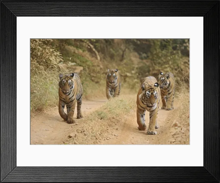 Framed Print : Royal Bengal Tigers on the track, Ranthambhor National Park, India Framed Print : Royal Bengal Tigers on the track, Ranthambhor National Park, India