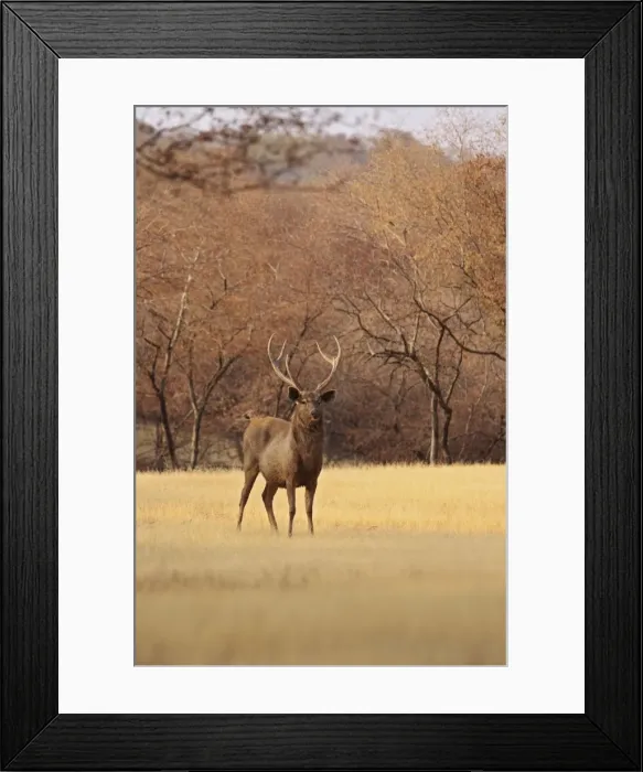 Framed Print : Sambar Stag in the dry grassland, Ranthambhor National Park, India Framed Print : Sambar Stag in the dry grassland, Ranthambhor National Park, India