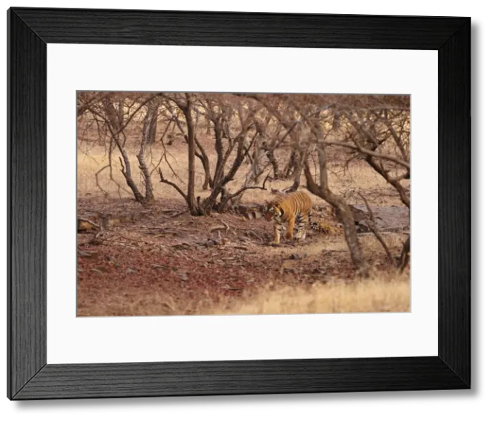 Framed Print : Royal Bengal Tiger in the dry forest, Ranthambhor National Park, India Framed Print : Royal Bengal Tiger in the dry forest, Ranthambhor National Park, India