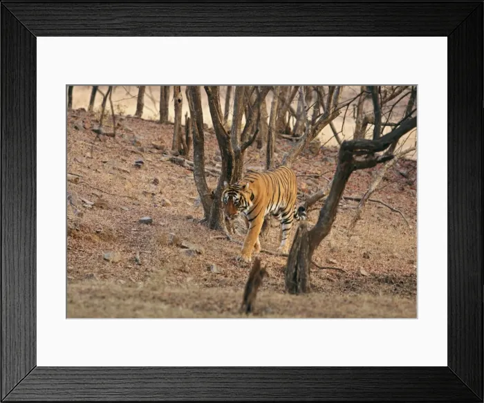 Framed Print : Royal Bengal Tiger on the move, Ranthambhor National Park, India Framed Print : Royal Bengal Tiger on the move, Ranthambhor National Park, India