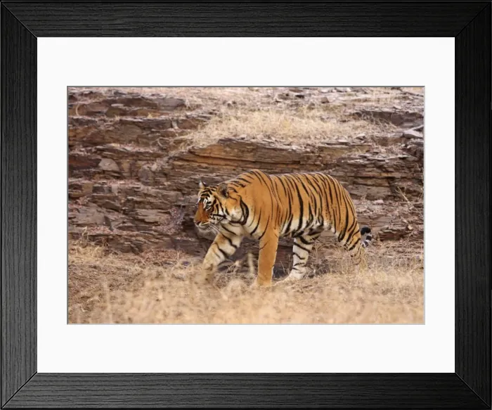 Framed Print : Royal Bengal Tiger on the move, Ranthambhor National Park, India Framed Print : Royal Bengal Tiger on the move, Ranthambhor National Park, India