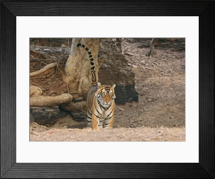 Framed Print : Royal Bengal Tiger spray-marking on the tree, Ranthambhor National Park, India