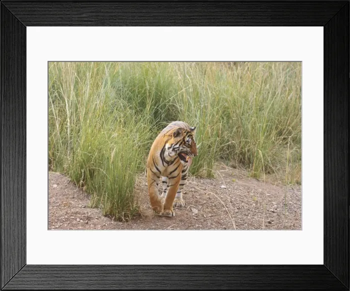 Framed Print : Royal Bengal Tiger catching scent, Ranthambhor National Park, India Framed Print : Royal Bengal Tiger catching scent, Ranthambhor National Park, India