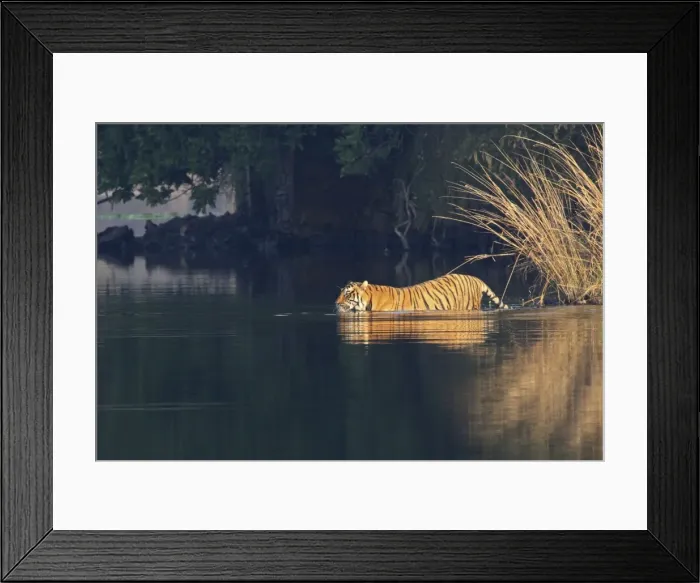 Framed Print : Royal Bengal Tiger swiming in the lake Rajbagh, Ranthambhor National Park, India Framed Print : Royal Bengal Tiger swiming in the lake Rajbagh, Ranthambhor National Park, India