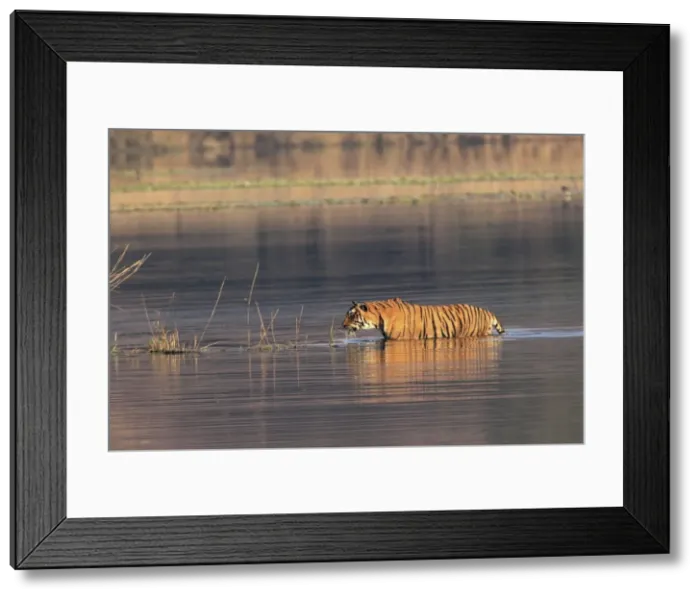 Framed Print : Royal Bengal Tiger swiming in the water, Ranthambhor National Park, India Framed Print : Royal Bengal Tiger swiming in the water, Ranthambhor National Park, India