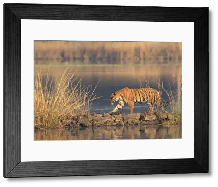 Framed Print : Royal Bengal Tiger walking along the path, Ranthambhor National Park, India Framed Print : Royal Bengal Tiger walking along the path, Ranthambhor National Park, India