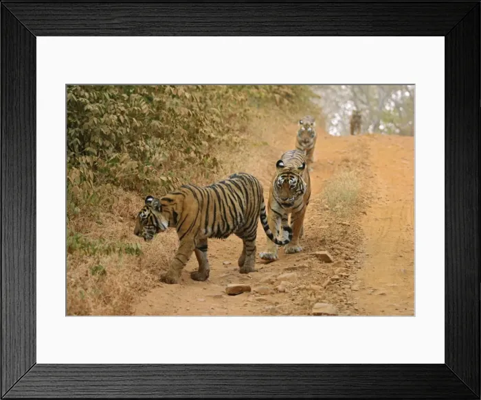 Framed Print : Royal Bengal Tigers moving along the path Ranthambhor National Park, India Framed Print : Royal Bengal Tigers moving along the path Ranthambhor National Park, India