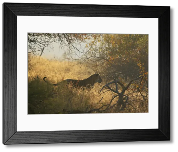 Framed Print : Royal Bengal Tiger in the bush, Ranthambhor National Park, India