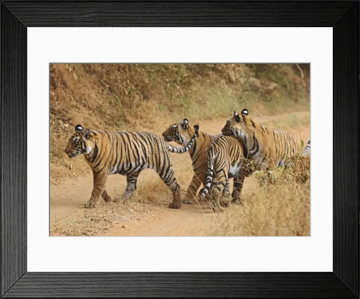 Framed Print : Royal Bengal Tigers on the track, Ranthambhor National Park, India Framed Print : Royal Bengal Tigers on the track, Ranthambhor National Park, India