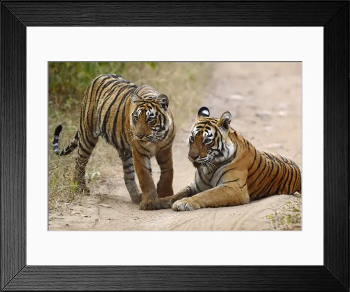 Framed Print : Royal Bengal Tiger and young, Ranthambhor National Park, India Framed Print : Royal Bengal Tiger and young, Ranthambhor National Park, India