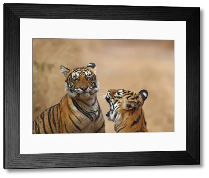 Framed Print : Royal Bengal Tigress warding off the cub, Ranthambhor National Park, India Framed Print : Royal Bengal Tigress warding off the cub, Ranthambhor National Park, India