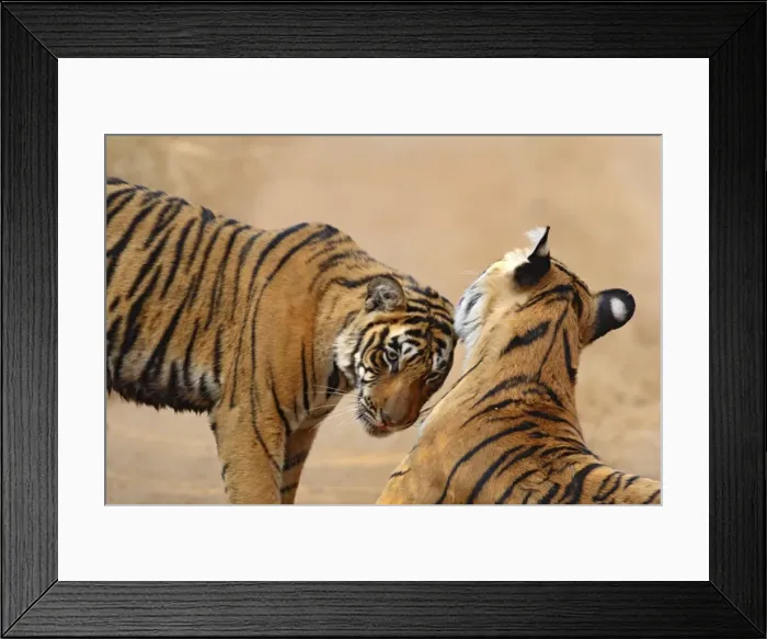 Framed Print : Royal Bengal Tiger touching heads, Ranthambhor National Park, India Framed Print : Royal Bengal Tiger touching heads, Ranthambhor National Park, India