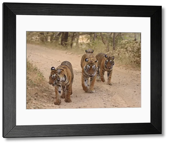 Framed Print : Royal Bengal Tigers on the track, Ranthambhor National Park, India Framed Print : Royal Bengal Tigers on the track, Ranthambhor National Park, India