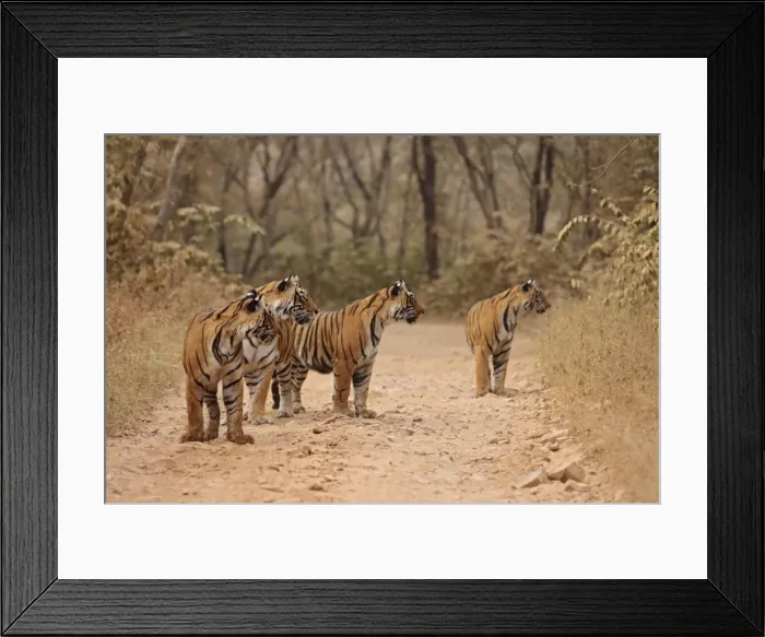 Framed Print : Royal Bengal Tigers on the track, Ranthambhor National Park, India Framed Print : Royal Bengal Tigers on the track, Ranthambhor National Park, India