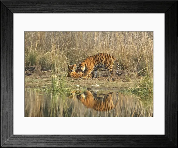 Framed Print : Royal Bengal Tiger playing at the Rajbagh lake front, Ranthambhor National Park, India Framed Print : Royal Bengal Tiger playing at the Rajbagh lake front, Ranthambhor National Park, India