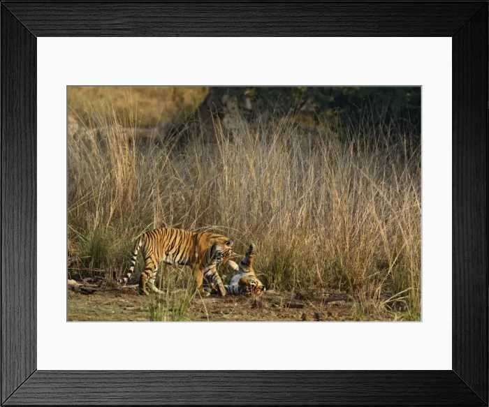 Framed Print : Royal Bengal Tigers playing, Ranthambhor National Park, India Framed Print : Royal Bengal Tigers playing, Ranthambhor National Park, India