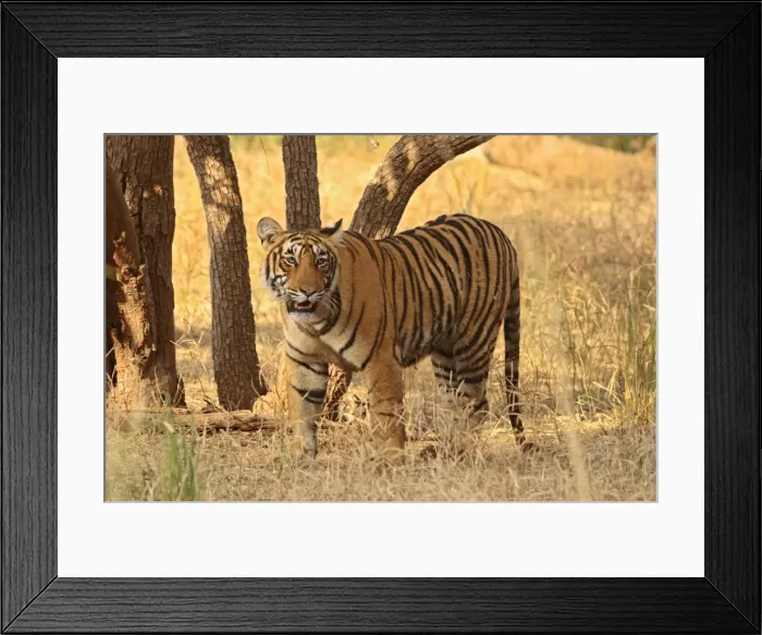 Framed Print : Royal Bengal Tiger on look out for a kill, Ranthambhor National Park, India Framed Print : Royal Bengal Tiger on look out for a kill, Ranthambhor National Park, India