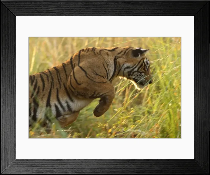 Framed Print : Royal Bengal Tiger hunting; Ranthambhor National Park, India Framed Print : Royal Bengal Tiger hunting; Ranthambhor National Park, India