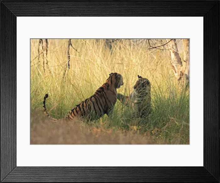 Framed Print : Royal Bengal Tigers play-fighting, Ranthambhor National Park, India Framed Print : Royal Bengal Tigers play-fighting, Ranthambhor National Park, India