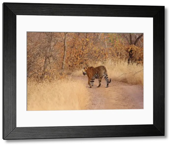 Framed Print : Royal Bengal Tiger going into the forest, Ranthambhor National Park, India Framed Print : Royal Bengal Tiger going into the forest, Ranthambhor National Park, India