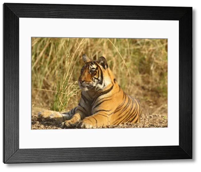 Framed Print : Royal Bengal Tiger sitting outside grassland, Ranthambhor National Park, India Framed Print : Royal Bengal Tiger sitting outside grassland, Ranthambhor National Park, India