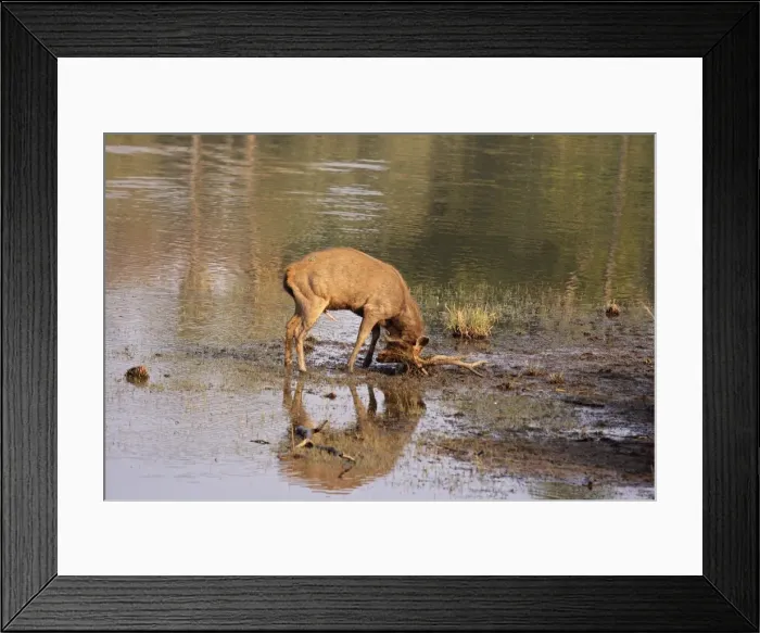 Framed Print : Sambar Stag mud-wallowing, Ranthambhor National Park, India Framed Print : Sambar Stag mud-wallowing, Ranthambhor National Park, India