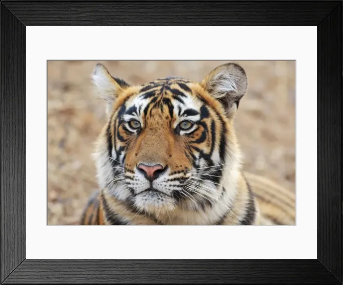Framed Print : Portrait of Royal Bengal Tiger, Ranthambhor National Park, India Framed Print : Portrait of Royal Bengal Tiger, Ranthambhor National Park, India
