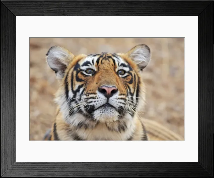 Framed Print : Royal Bengal Tiger enquiring, Ranthambhor National Park, India Framed Print : Royal Bengal Tiger enquiring, Ranthambhor National Park, India